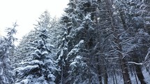 Fir and Pine Trees Covered with Snow in the Mountain Road - panning shot