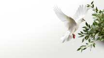 Dove flies on an olive branch and white background