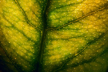 viens on a green and yellow leaf 