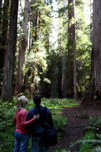 A couple looks up at the wonder of redwoods in northern California.