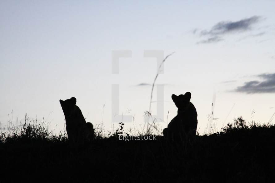 Silhouette of animals in a field at dusk.