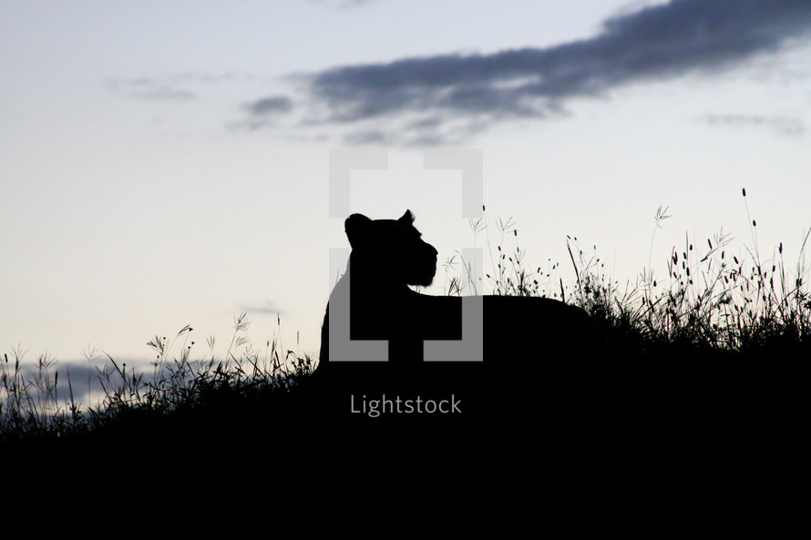 Silhouette of a lion in a field of grass at dusk.