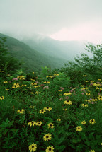 Brown Eyed Susan flowers in Blue Ridge Mountains