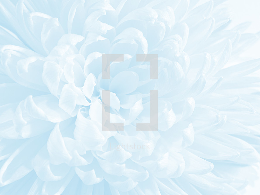 chrysanthemum flower with light and bright turquoise monochromatic effect