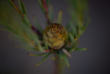 tiny pine cone on a branch 