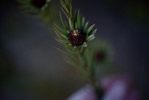 tiny pine cone on a branch 