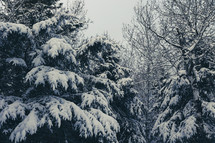 snow on evergreen trees in a forest 