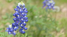bluebonnet with blurred background copy space