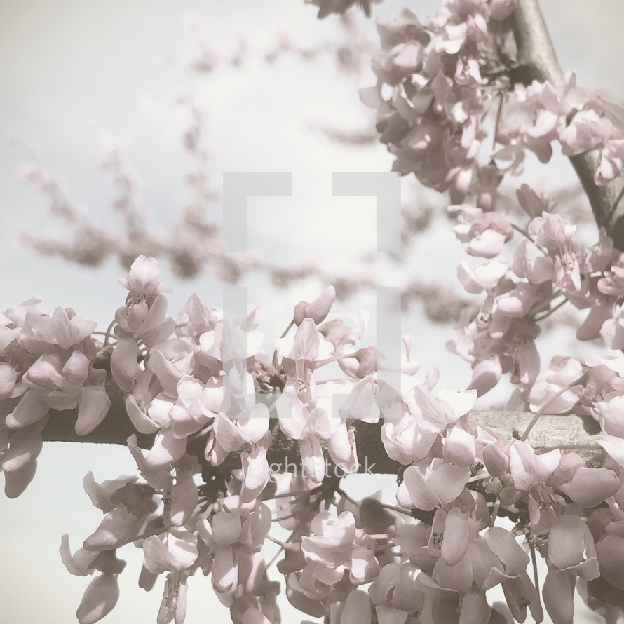 spring blossoms on a branch with a desaturated effect