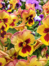 beautiful pansies in bold color
