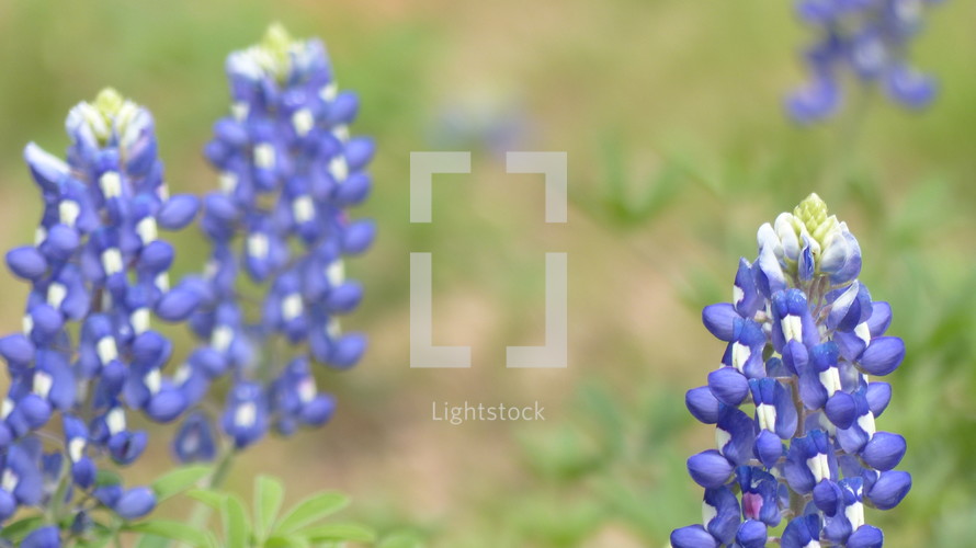 bluebonnets with copy space