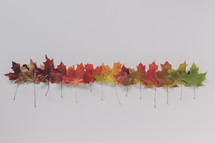 colorful fall leaf display on white 