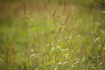 grass in a field