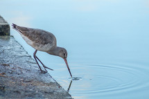 Black-Tailed Godwit Dipping it's Bill in the Water