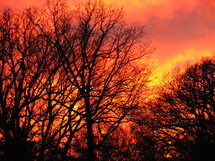 Silhouette of trees again a sunset in a red sky.