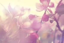 An out of focus abstract styled sunny spring background