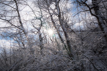 bare winter tree branches 