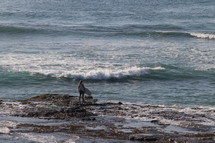 surfer standing on a rocky shore 