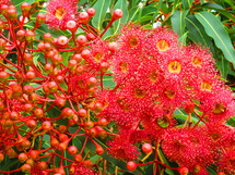 red gum blossoms 