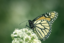 butterfly on a flower, subdued color