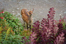 Female Sika Deer in the Garden