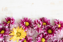 Border of pink and yellow daisy flowers on a white background