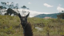 Llama In A Field In The Andean Region Of South America - close up	