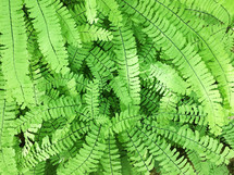 green fern leaves 