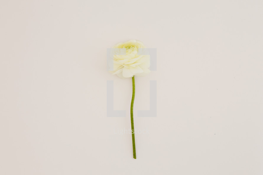 single white flower 