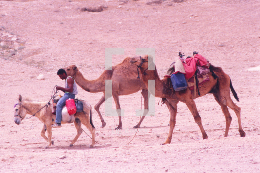 Camels in the desert 