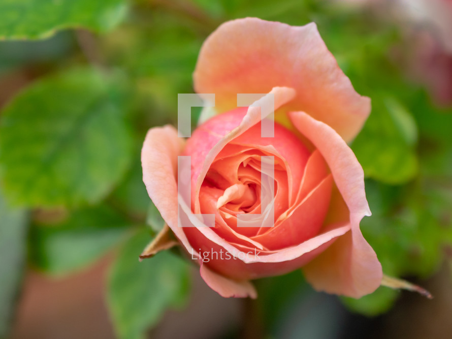 Peach Coloured Rose in the Garden
