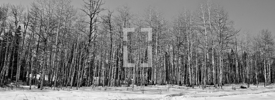 barren trees in a winter forest
