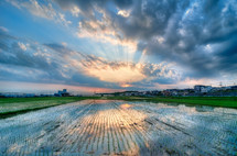 Sunset and clouds over rice fields.
