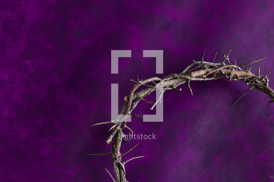 crown of thorns on purple 