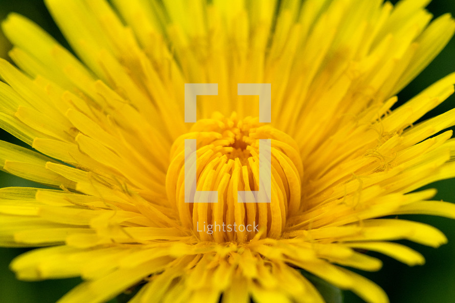 yellow dandelion flower 