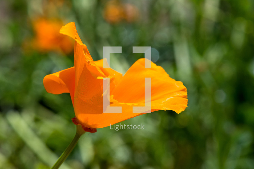orange California poppy 