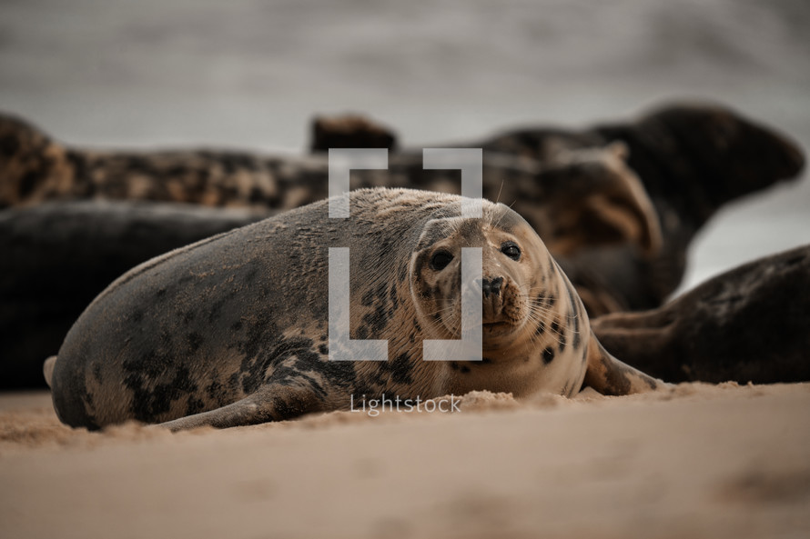 Young grey seal pup on a beach