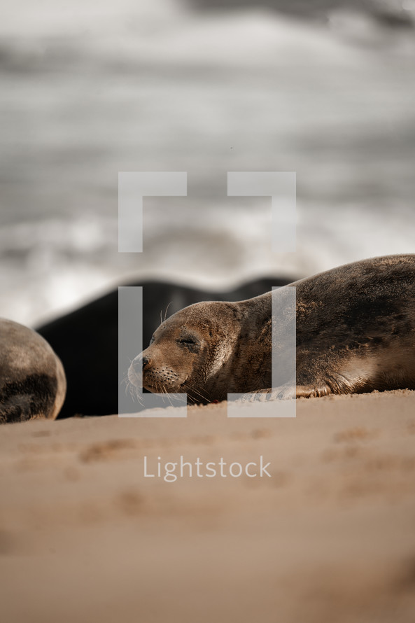 Young grey seal pup on a beach