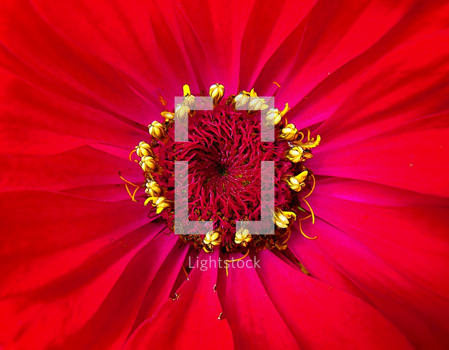 center of a red flower 