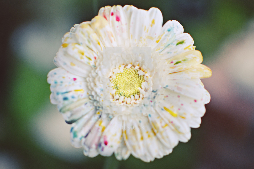 splattered colors on a white flower 