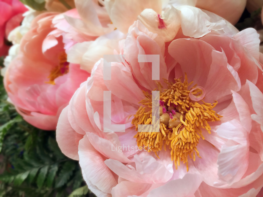 Close up of pink peonies and fern