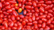 red cherry tomatoes 