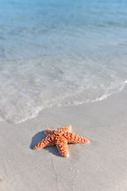 A starfish on a sandy beach.