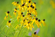 Black-eyed Susan flowers in a field of grass.