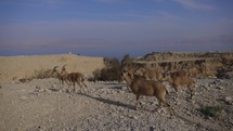 Nubian ibex walking in the desert of Israel