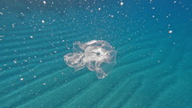 Plastic bag floating in blue ocean water