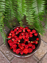 fern and red roses 