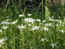 white ornithogalum Umbellatum aka Star of Bethlehem flower bloom
