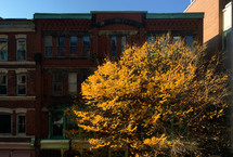 fall tree in front of brick buildings 