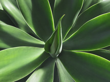 green plant centered